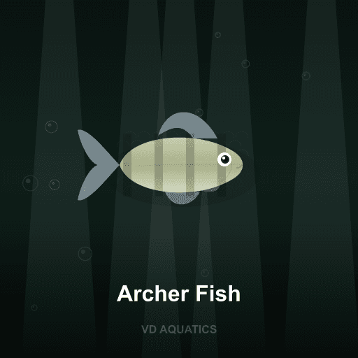 Archer Fish — Brackish freshwater tropical fish exported from Indonesia