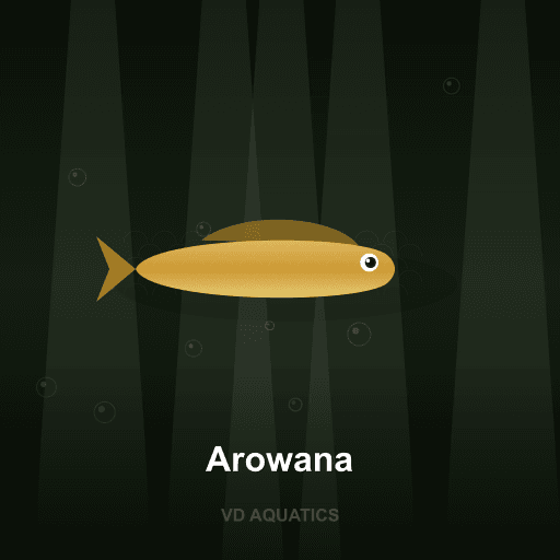 Arowana — Ancient fish freshwater tropical fish exported from Indonesia