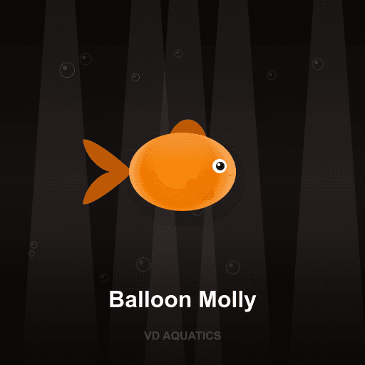 Balloon Molly — Molly freshwater tropical fish exported from Indonesia