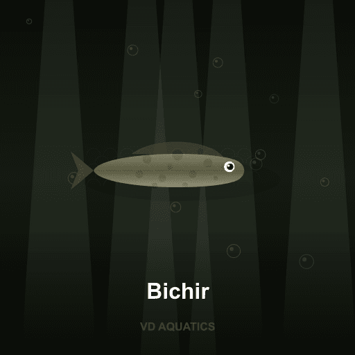Bichir — Ancient fish freshwater tropical fish exported from Indonesia