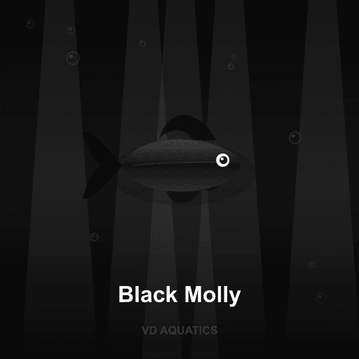 Black Molly — Molly freshwater tropical fish exported from Indonesia