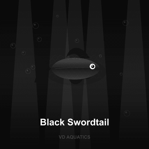Black Swordtail — Platy & Swordtail freshwater tropical fish exported from Indonesia