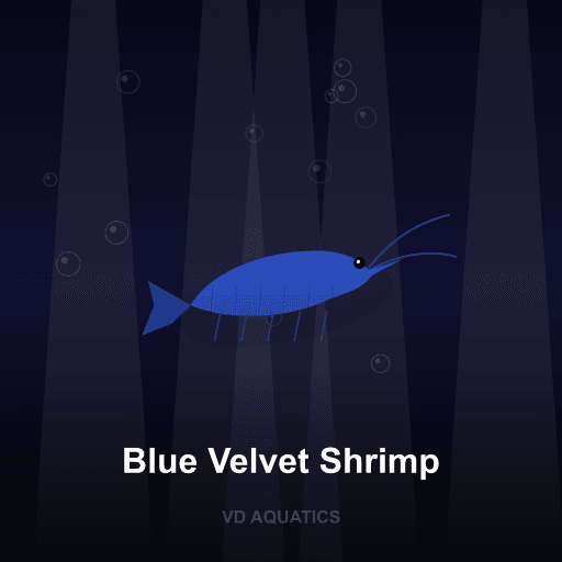 Blue Velvet Shrimp — Shrimp freshwater tropical fish exported from Indonesia