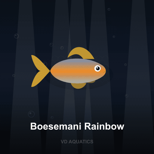 Boesemani Rainbow — Rainbow fish freshwater tropical fish exported from Indonesia
