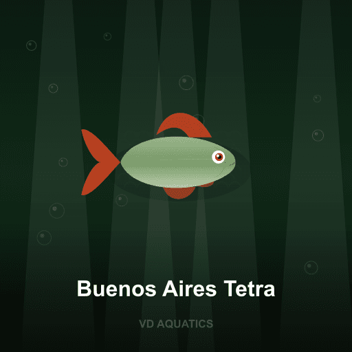 Buenos Aires Tetra — Characins freshwater tropical fish exported from Indonesia