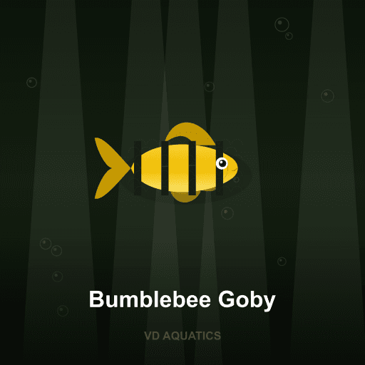Bumblebee Goby — Loach & Goby freshwater tropical fish exported from Indonesia