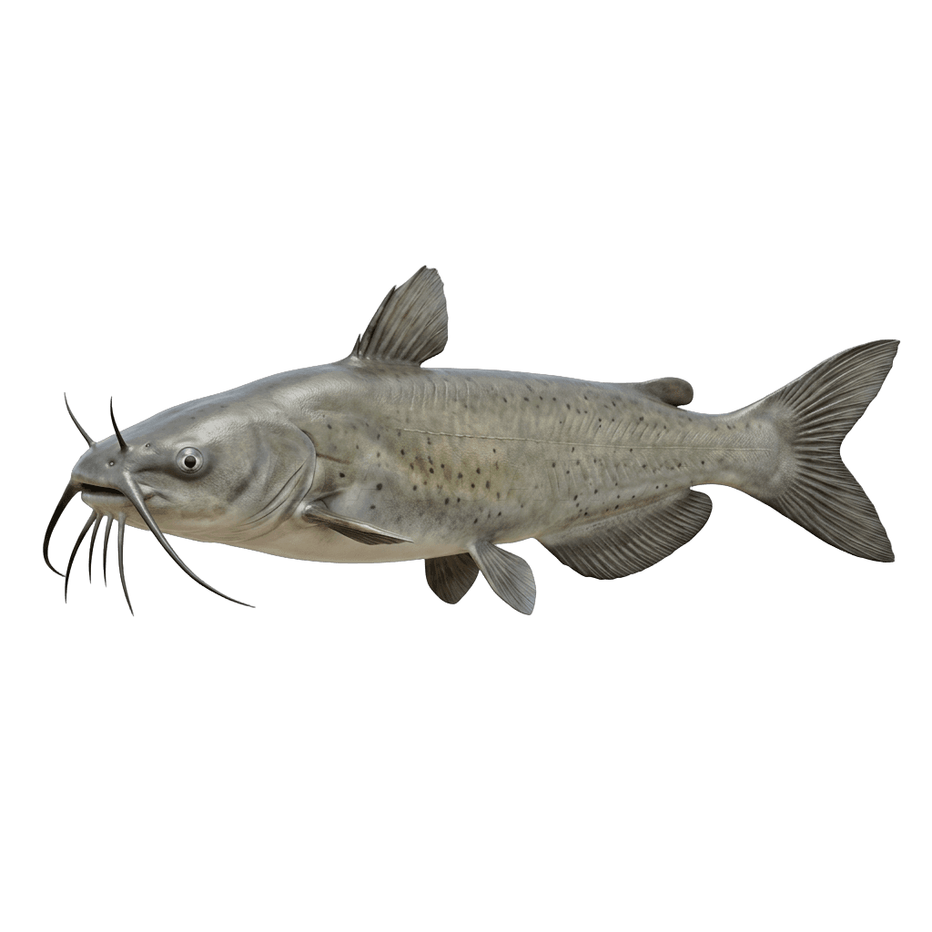 Channel Catfish — Catfish freshwater tropical fish exported from Indonesia