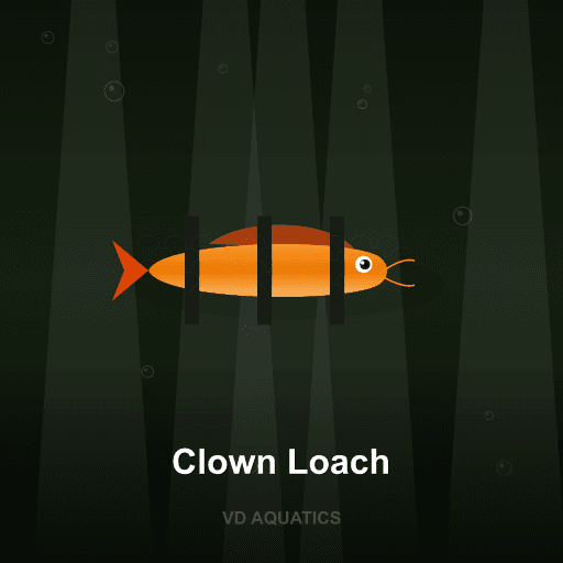 Clown Loach — Loach & Goby freshwater tropical fish exported from Indonesia