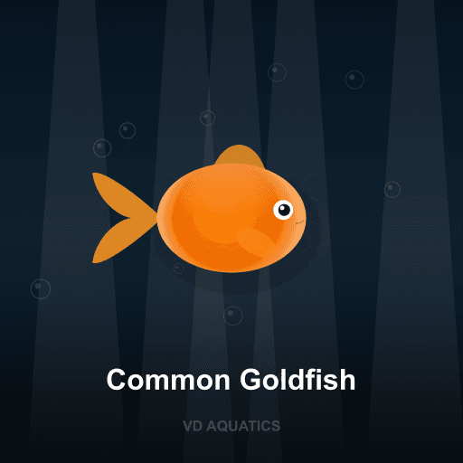 Common Goldfish — Goldfish & Koi freshwater tropical fish exported from Indonesia