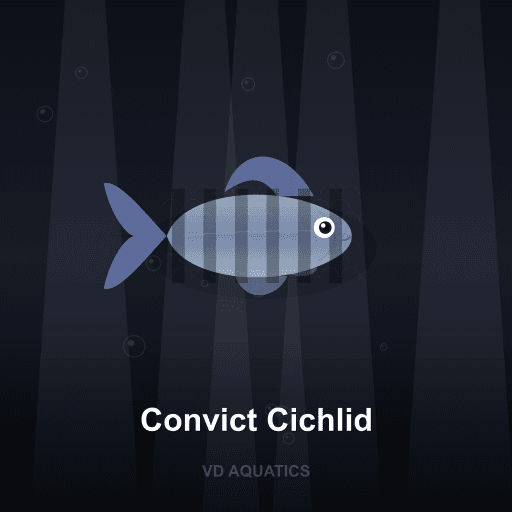 Convict Cichlid — Cichlid freshwater tropical fish exported from Indonesia