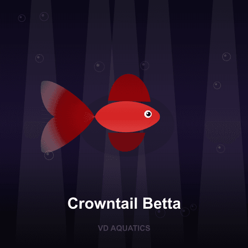 Crowntail Betta — Betta freshwater tropical fish exported from Indonesia