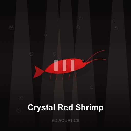 Crystal Red Shrimp — Shrimp freshwater tropical fish exported from Indonesia