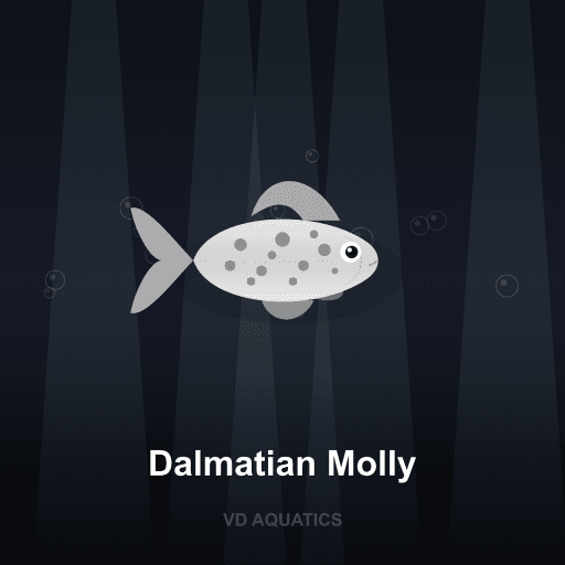 Dalmatian Molly — Molly freshwater tropical fish exported from Indonesia