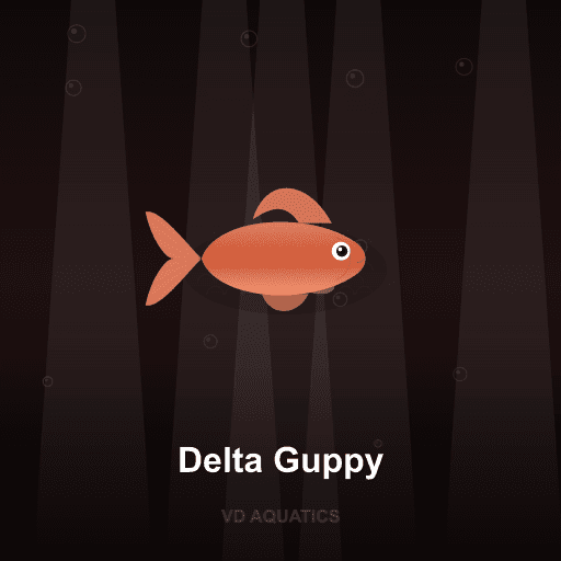 Delta Guppy — Guppy freshwater tropical fish exported from Indonesia