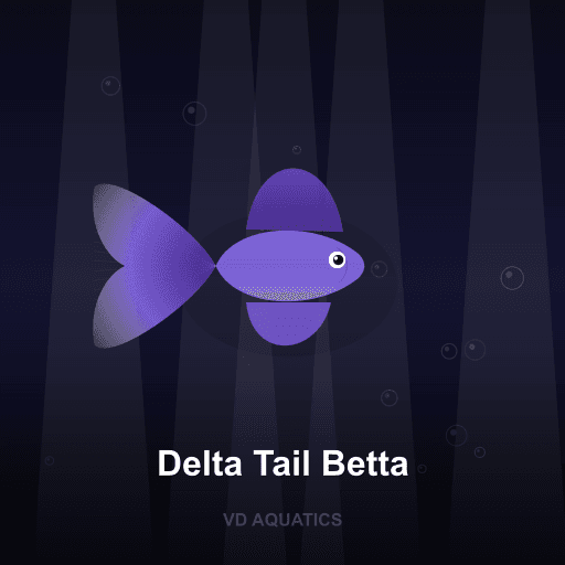 Delta Tail Betta — Betta freshwater tropical fish exported from Indonesia