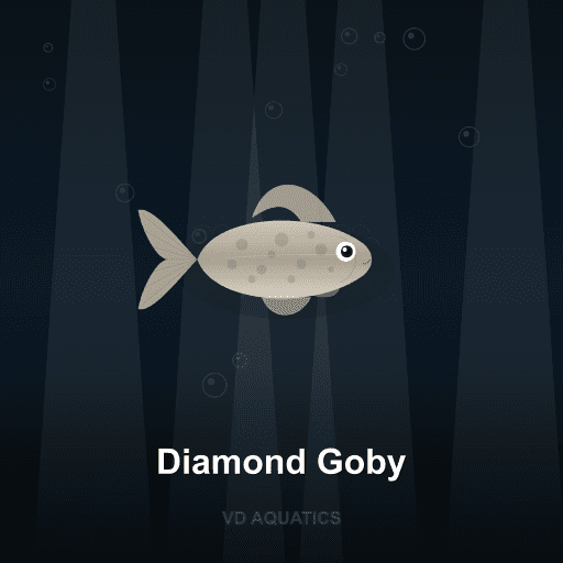 Diamond Goby — Loach & Goby freshwater tropical fish exported from Indonesia