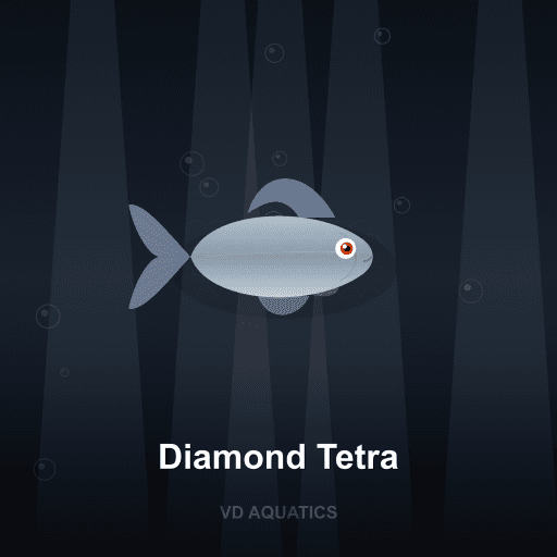 Diamond Tetra — Characins freshwater tropical fish exported from Indonesia