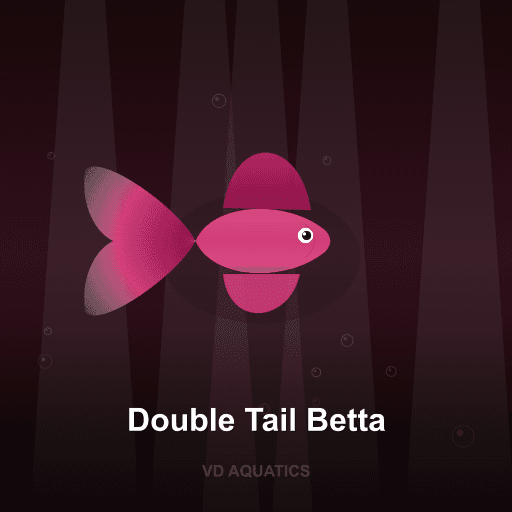 Double Tail Betta — Betta freshwater tropical fish exported from Indonesia