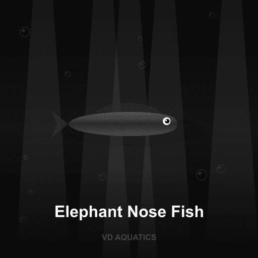 Elephant Nose Fish — Other Families freshwater tropical fish exported from Indonesia