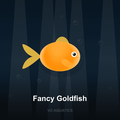 Fancy Goldfish — Goldfish & Koi freshwater tropical fish exported from Indonesia