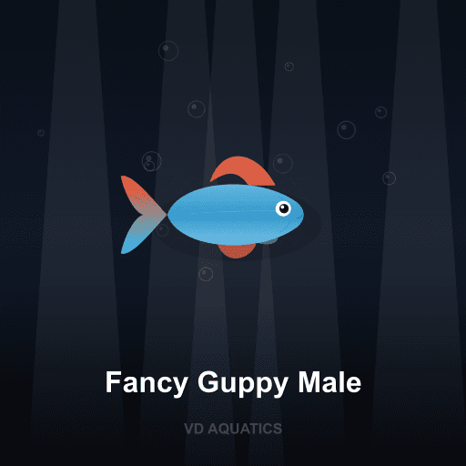 Fancy Guppy Male — Guppy freshwater tropical fish exported from Indonesia
