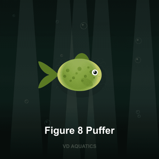 Figure 8 Puffer — Brackish freshwater tropical fish exported from Indonesia