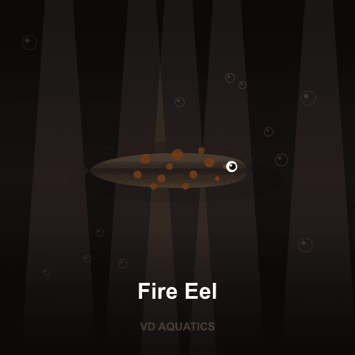 Fire Eel — Other Families freshwater tropical fish exported from Indonesia