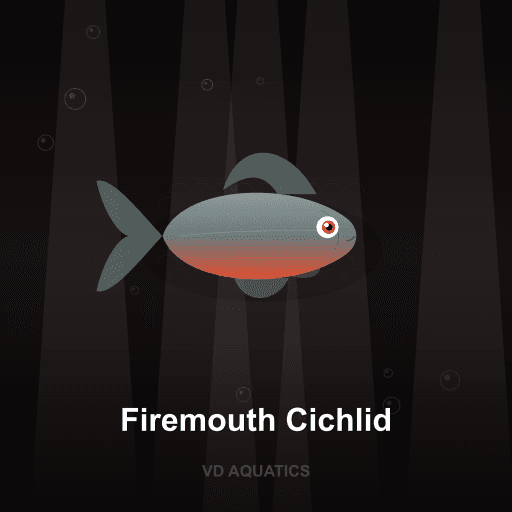 Firemouth Cichlid — Cichlid freshwater tropical fish exported from Indonesia