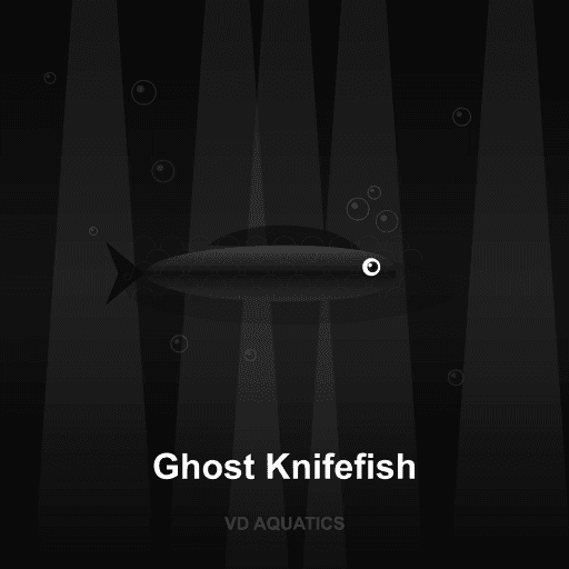 Ghost Knifefish — Other Families freshwater tropical fish exported from Indonesia