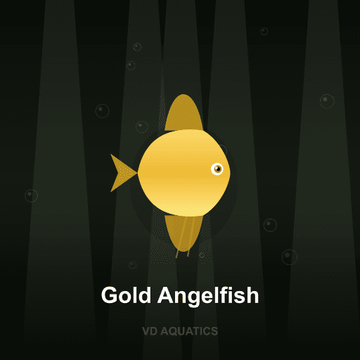 Gold Angelfish — Angelfish freshwater tropical fish exported from Indonesia