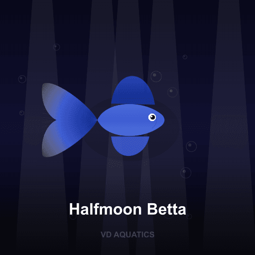 Halfmoon Betta — Betta freshwater tropical fish exported from Indonesia