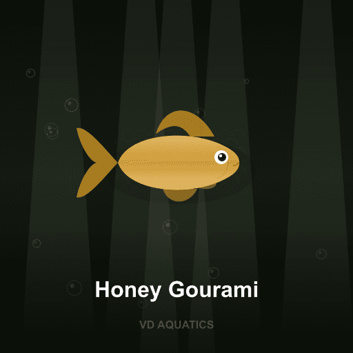 Honey Gourami — Gourami freshwater tropical fish exported from Indonesia