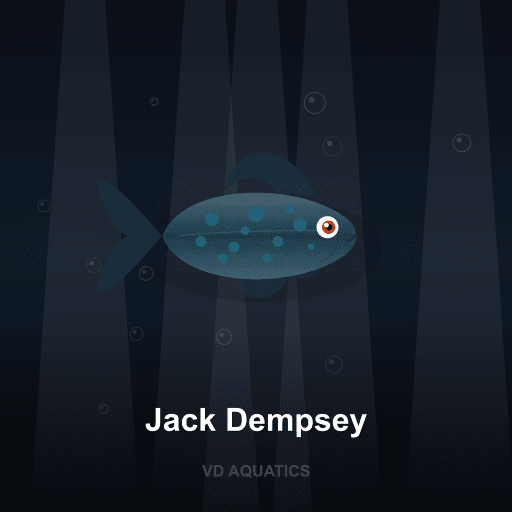 Jack Dempsey — Cichlid freshwater tropical fish exported from Indonesia