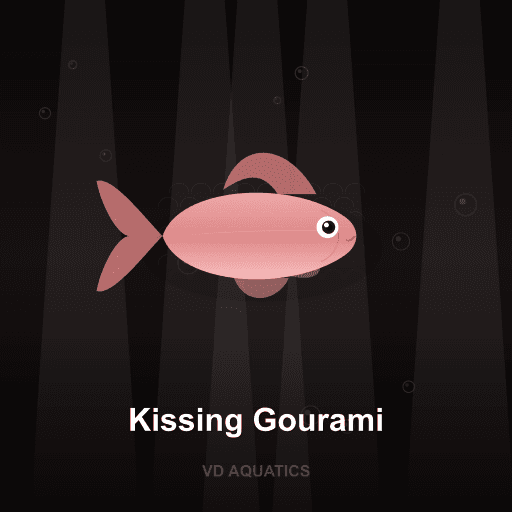 Kissing Gourami — Gourami freshwater tropical fish exported from Indonesia