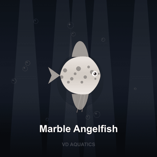 Marble Angelfish — Angelfish freshwater tropical fish exported from Indonesia