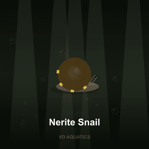 Nerite Snail — Snail freshwater tropical fish exported from Indonesia
