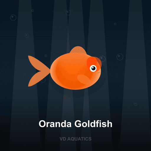 Oranda Goldfish — Goldfish & Koi freshwater tropical fish exported from Indonesia