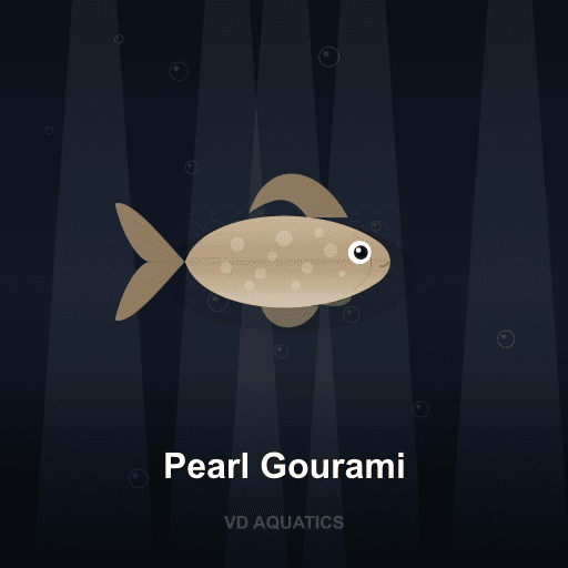 Pearl Gourami — Gourami freshwater tropical fish exported from Indonesia