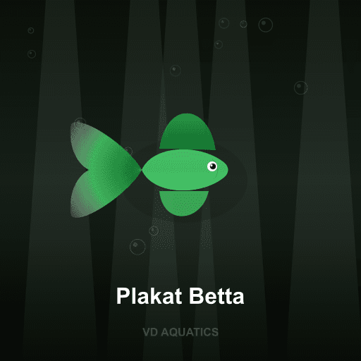 Plakat Betta — Betta freshwater tropical fish exported from Indonesia