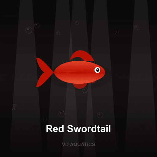 Red Swordtail — Platy & Swordtail freshwater tropical fish exported from Indonesia