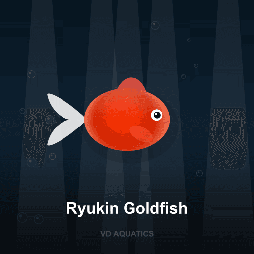 Ryukin Goldfish — Goldfish & Koi freshwater tropical fish exported from Indonesia