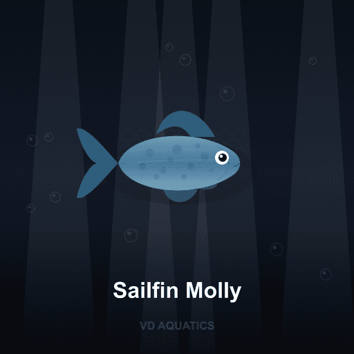 Sailfin Molly — Molly freshwater tropical fish exported from Indonesia