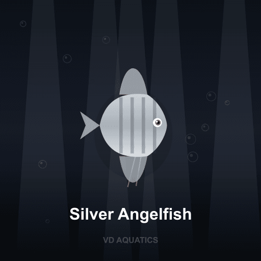 Silver Angelfish — Angelfish freshwater tropical fish exported from Indonesia