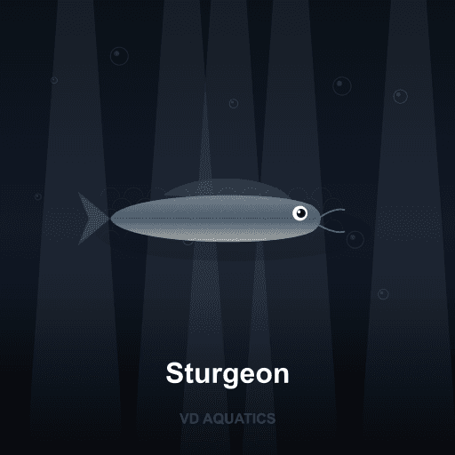 Sturgeon — Ancient fish freshwater tropical fish exported from Indonesia
