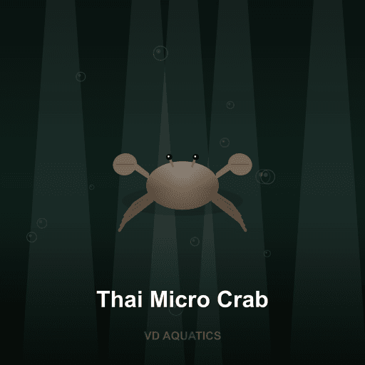 Thai Micro Crab — Crab freshwater tropical fish exported from Indonesia