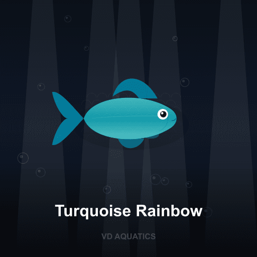 Turquoise Rainbow — Rainbow fish freshwater tropical fish exported from Indonesia