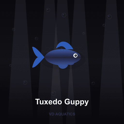Tuxedo Guppy — Guppy freshwater tropical fish exported from Indonesia