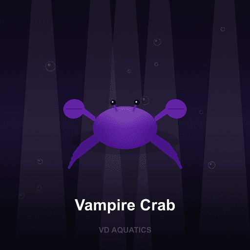 Vampire Crab — Crab freshwater tropical fish exported from Indonesia
