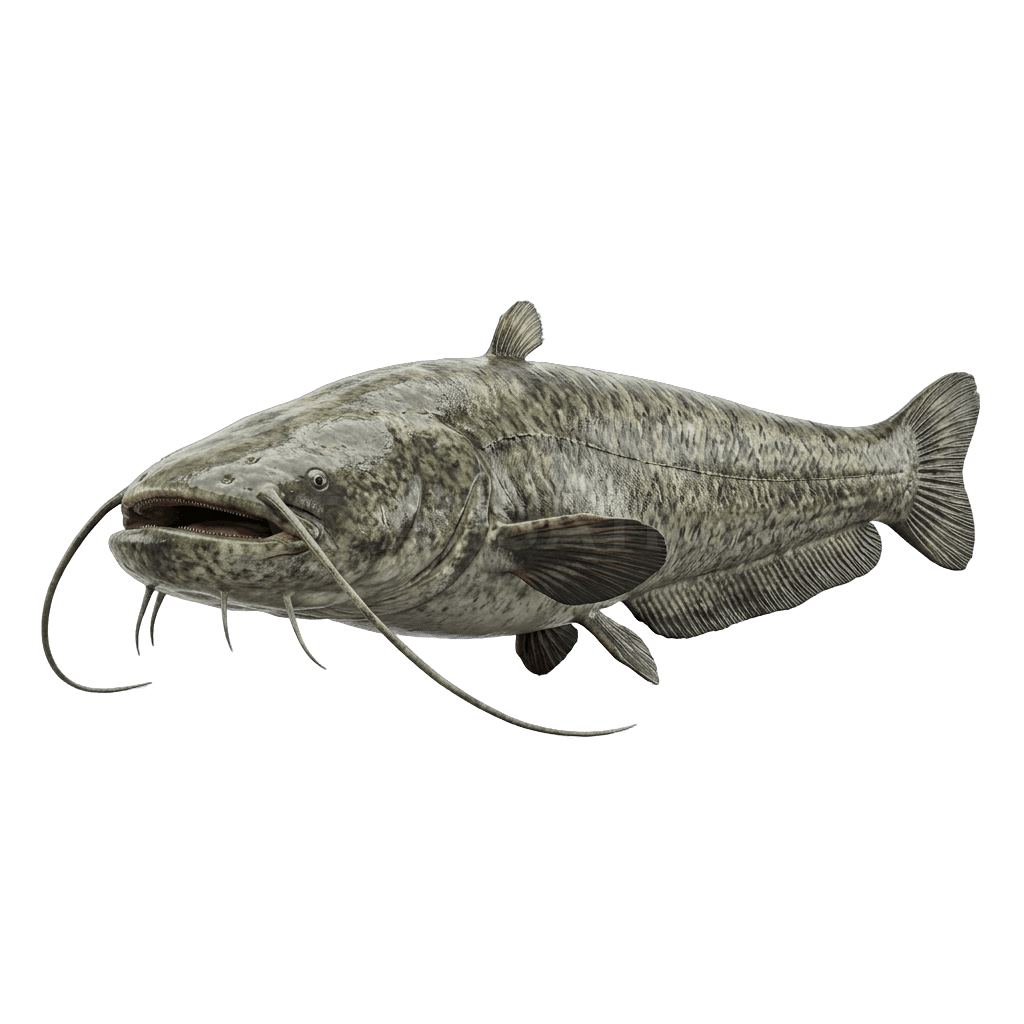 Wels Catfish — Catfish freshwater tropical fish exported from Indonesia
