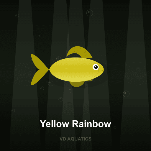 Yellow Rainbow — Rainbow fish freshwater tropical fish exported from Indonesia